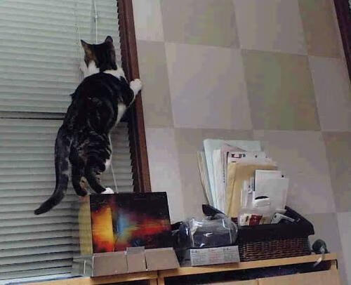 开云体育在线-青少年多运动项目选择机制与兴趣发展研究，青少年运动规划