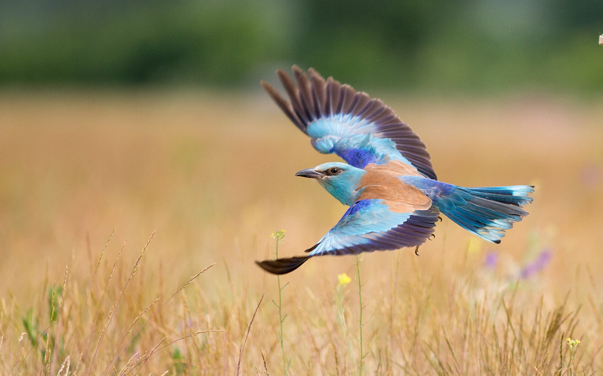 2024年国际乒联混合团体世界杯:Chinese Taipei团队向上挑战,2020国际乒联团体世界杯