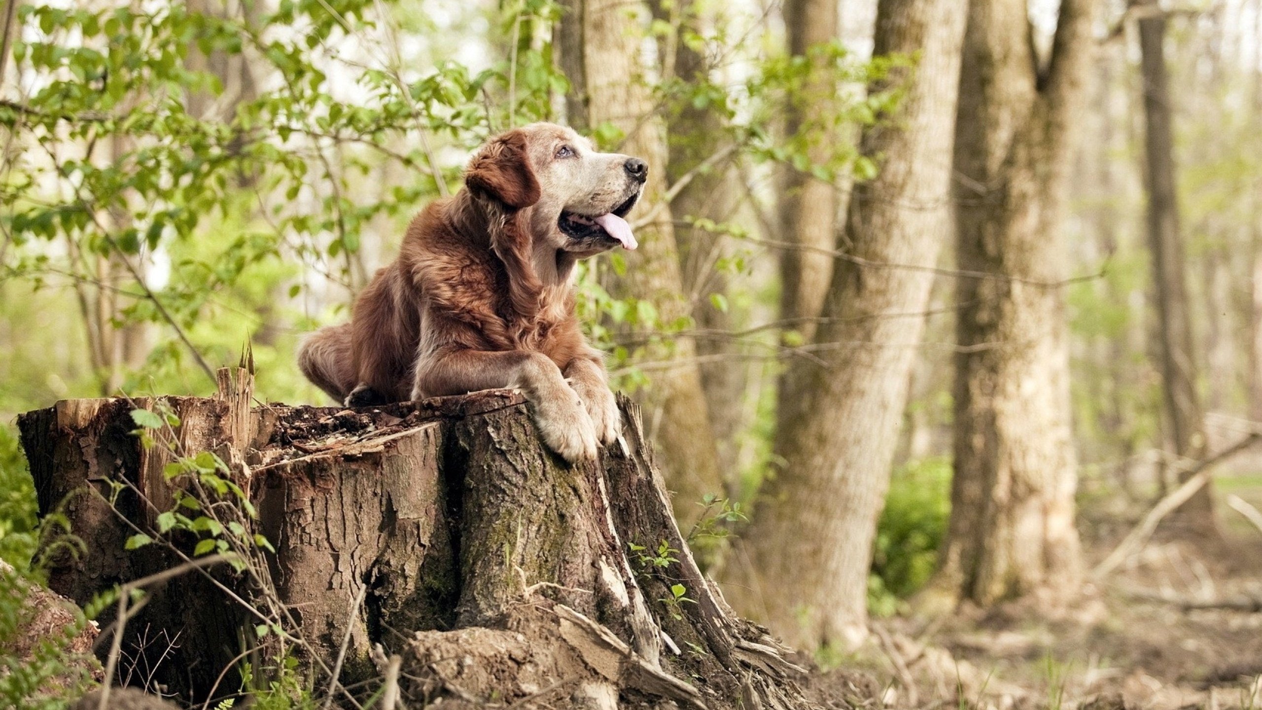 开云体育官网登入-“2025世界游泳锦标赛：谁能成为泳坛的下一个传奇？”