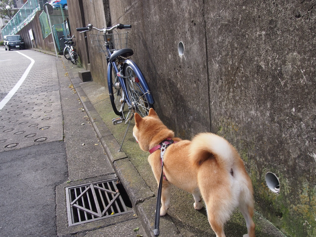 开云体育登录-中国男篮加快技战术融合 提升整体竞争力，2021年中国男篮训练视频