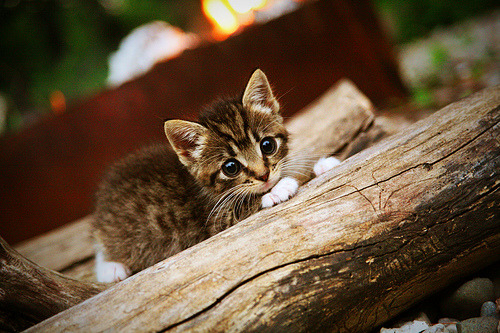 开云体育登录-体育新闻中心启动体育视频创作标准体系建设，体育新闻短视频