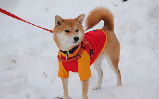 开云在线入口-国际热身赛 中国足球晋级 跌宕时刻令人动容，2021国足热身赛