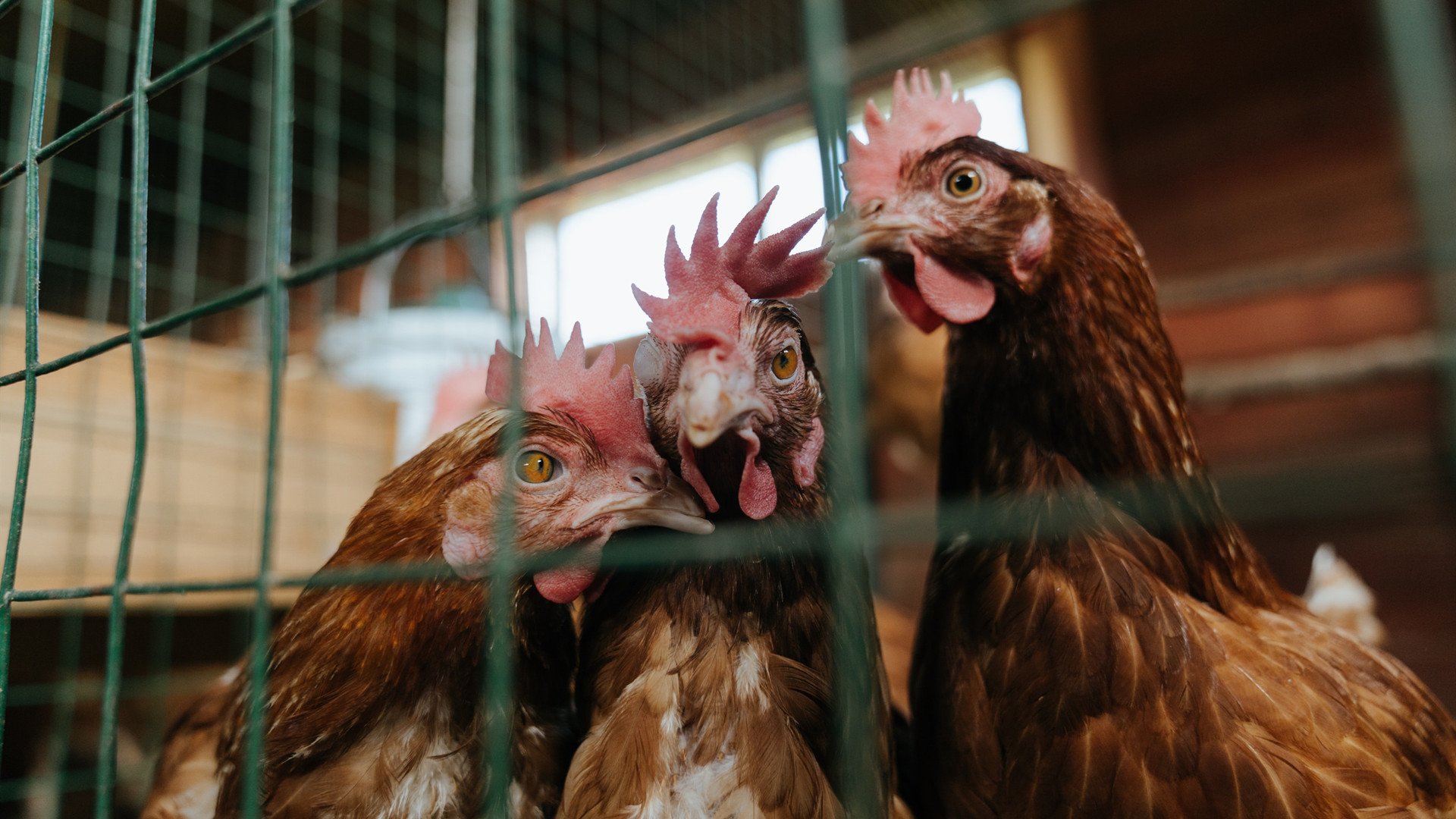 奥林匹克教育主题活动走进幼儿园课堂,奥林匹克的教育主题