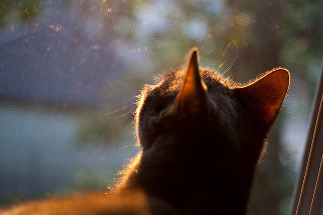 直播技术革新提升观赛体验沉浸感,直播技术要素