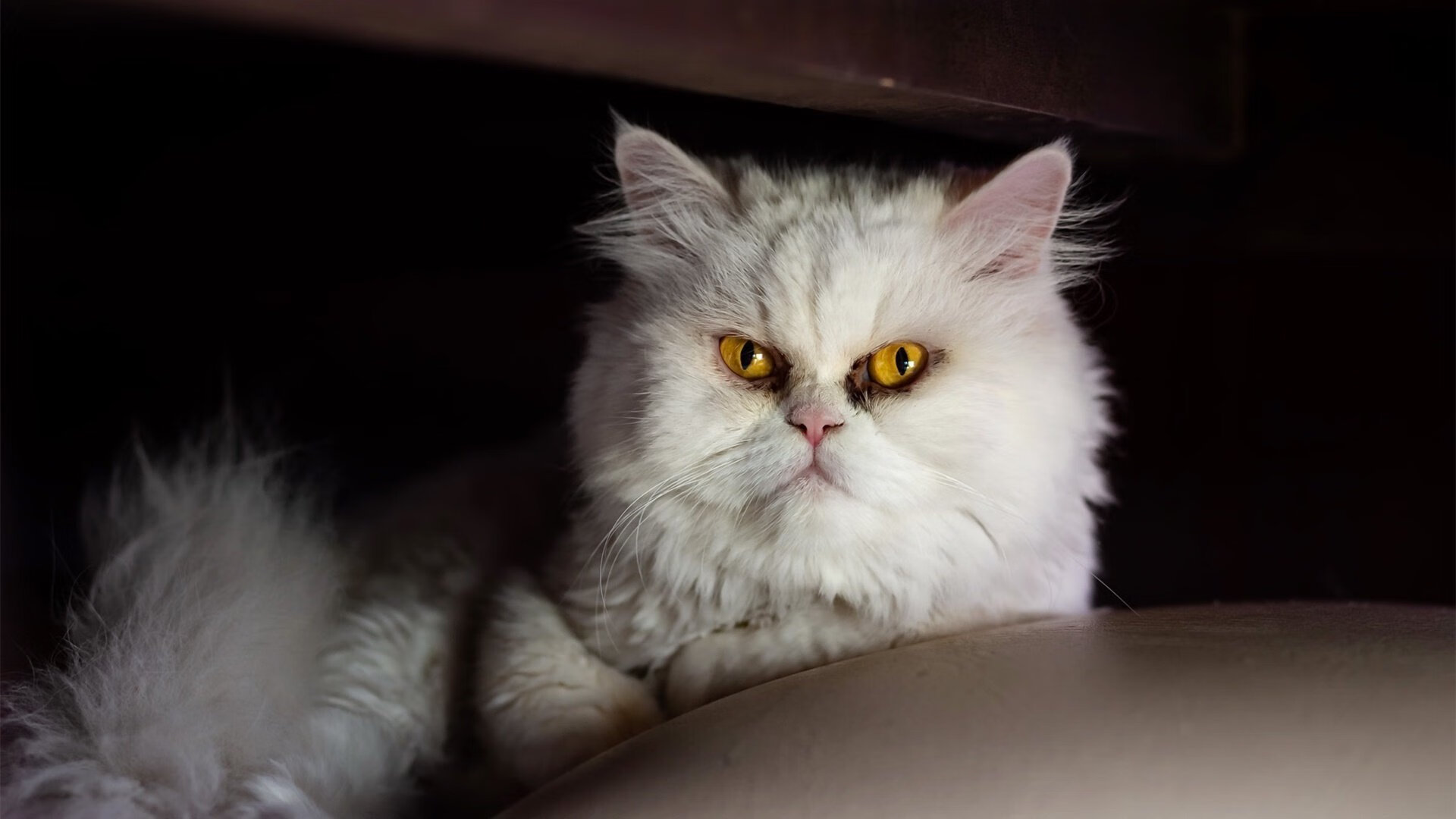 足球媒体解读层次单一缺乏深度反思,足球媒体可信度