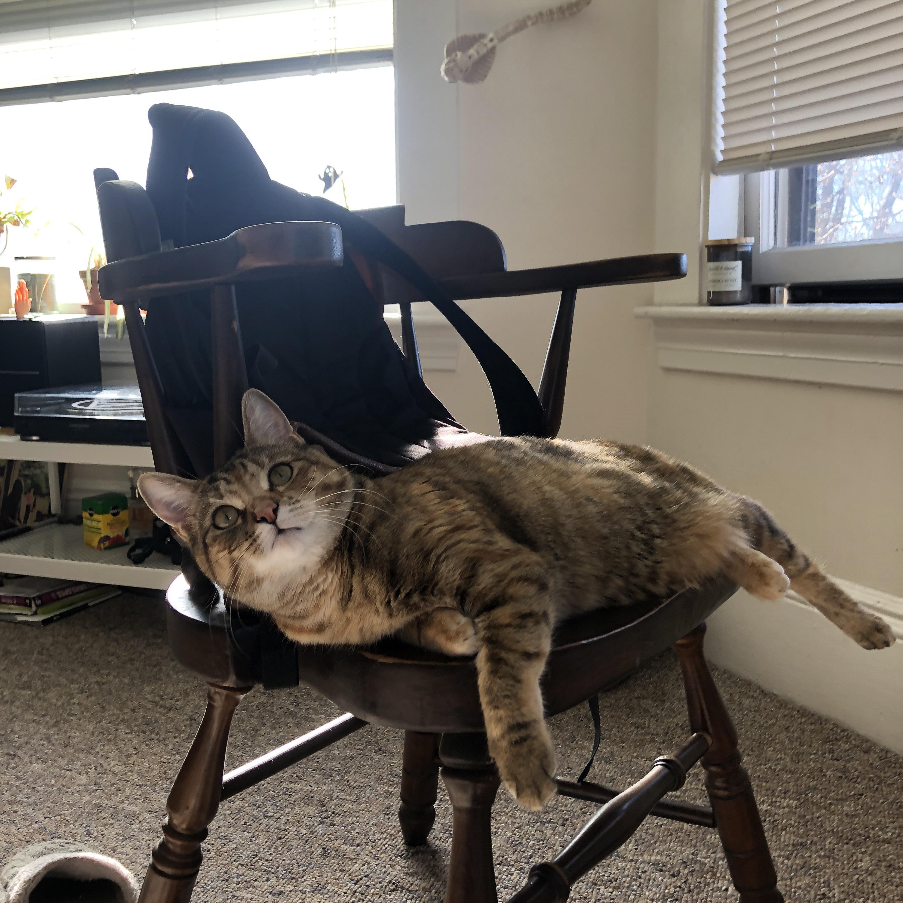 开云体育网站-塞内加尔男篮在非洲锦标赛中发扬光大，续写荣耀传奇，塞内加尔男篮名单