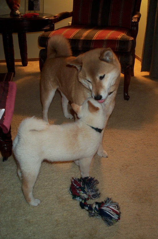 意大利爆冷击败世界冠军德国,意大利爆冷击败世界冠军德国球员