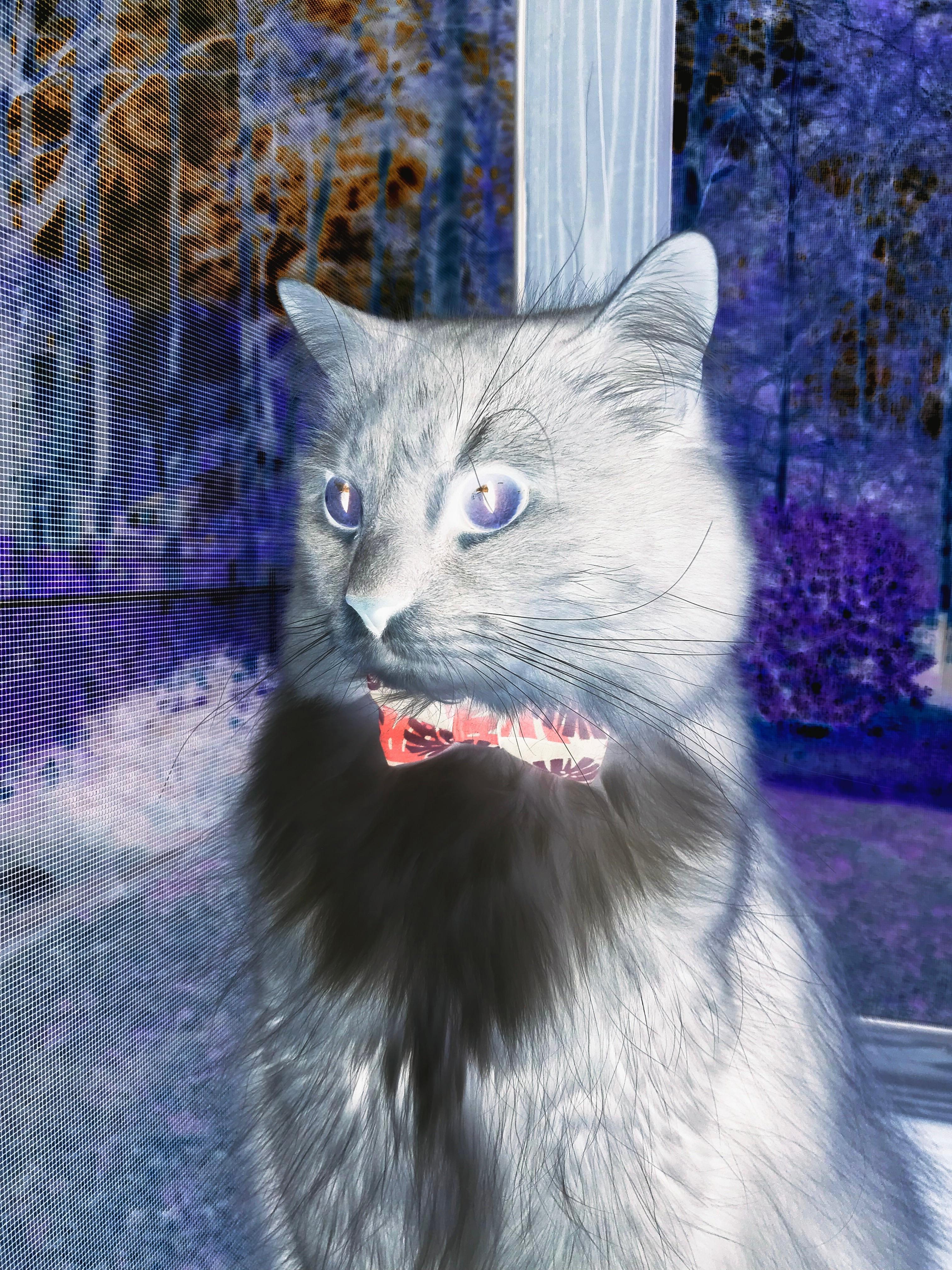 水球快攻比利时男队节奏明快,水球比分网