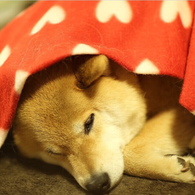 开云体育在线登入-混合泳个人赛吉尔吉斯斯坦选手全面挑战，吉尔吉斯斯坦运动员