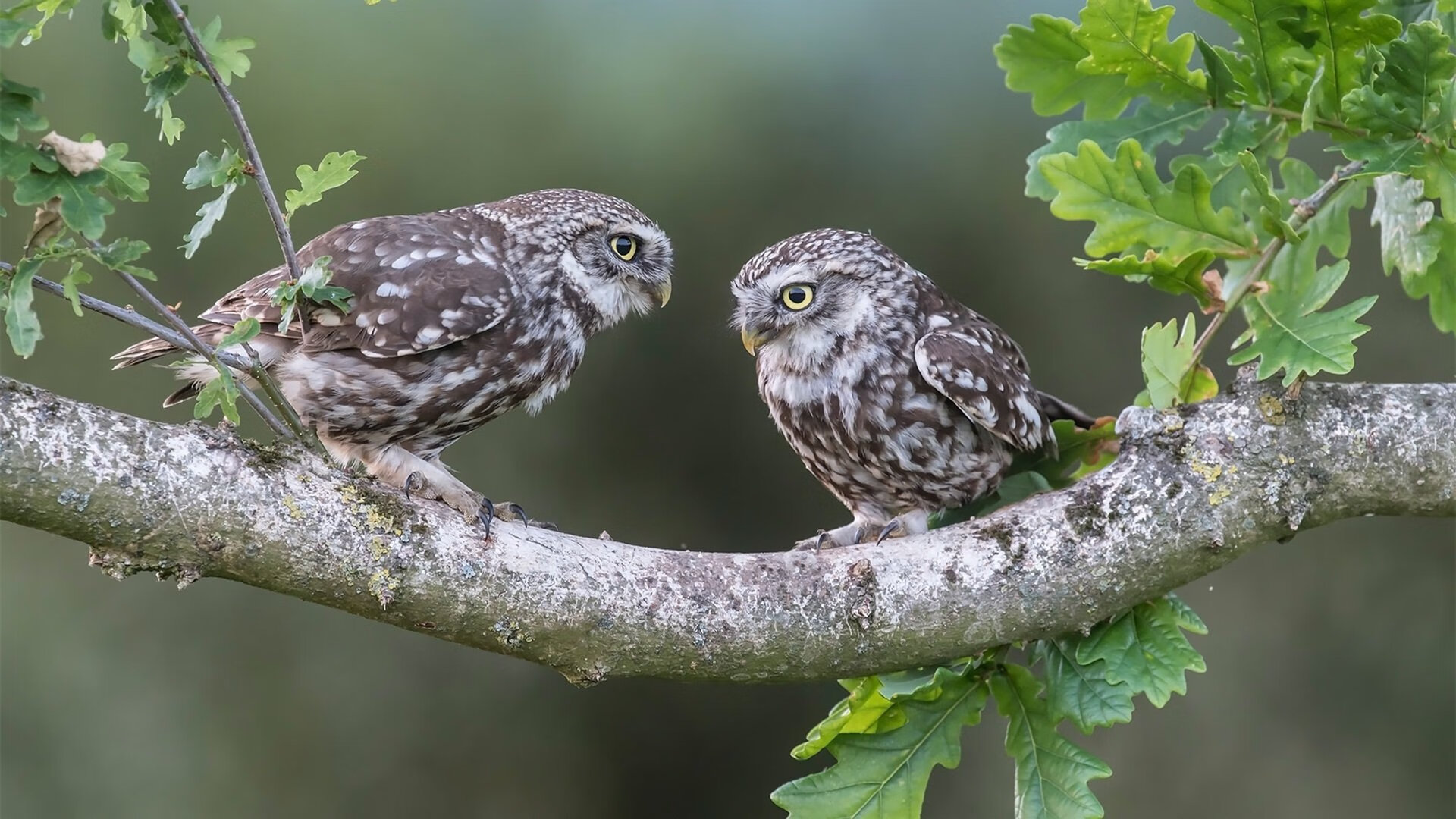 爱尔兰女子橄榄球职业化加速发展,爱尔兰运动员