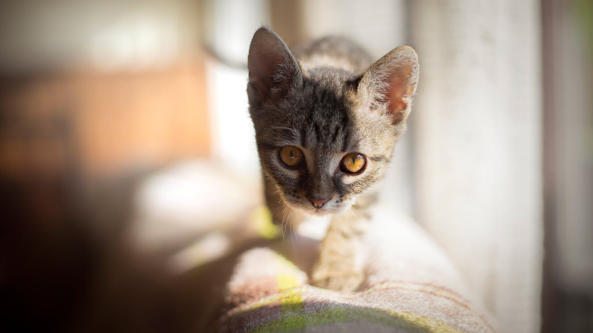 开云在线入口-王楚钦新打法引发网友热议，王楚钦单打