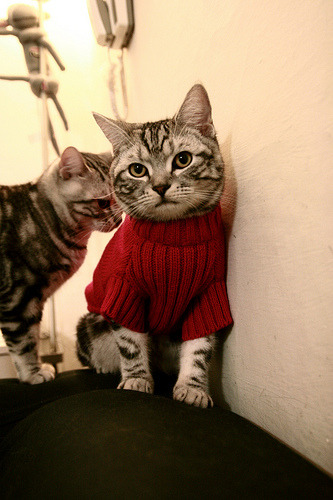 美洲杯震撼全场:团队合作与个人秀完美结合,美洲杯合作伙伴